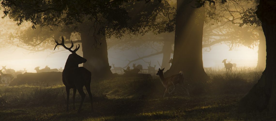 background-main